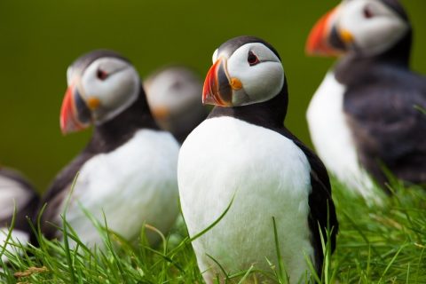 Atlantic puffins are just one of the many birds, which can be seen in the Faroe Islands. 