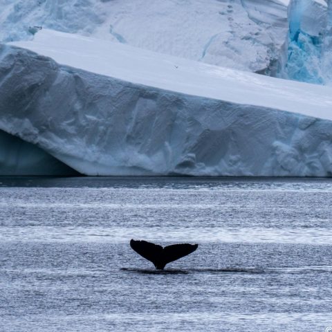 Antarctic, destinations for both Grey Wolf and humpback whales alike.