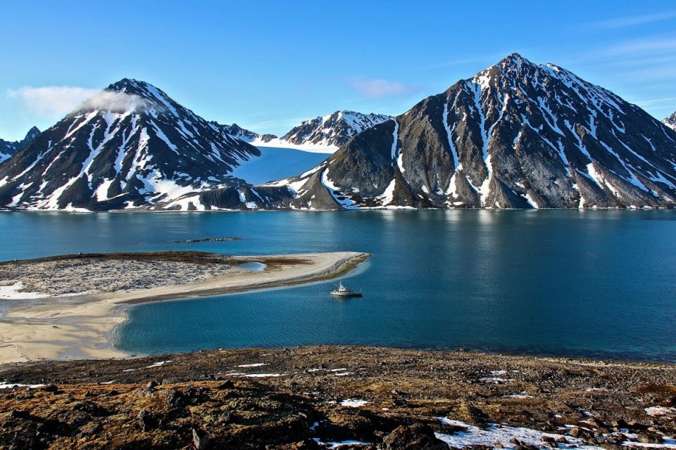 Grey Wolf in Svalbard, a spectacular destinations.