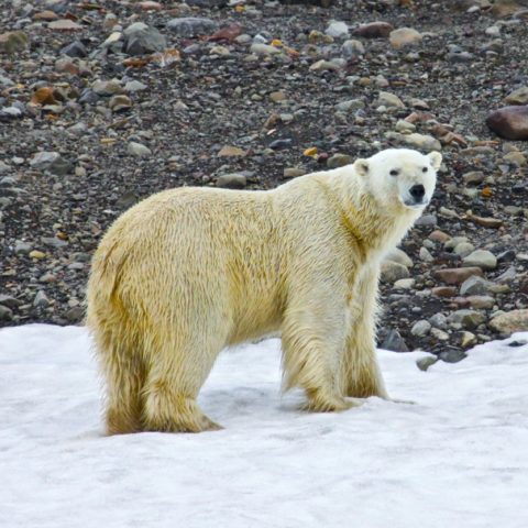 Polar Bear in Svalbard as seen from Grey Wolf, a glorious destination.