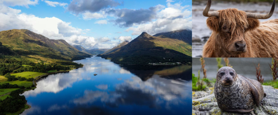 Scotland Coastal Loch, Highland Cows, Seals, Grew Wolf